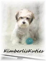 Nemo, a male Morkie for sale in Lipan, TX – 4 of 4