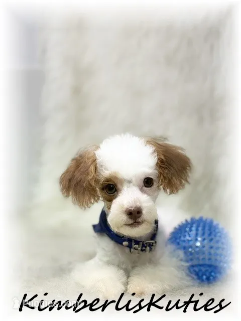 Tiny Millo  – Yorkipoo puppy for sale in Lipan, TX