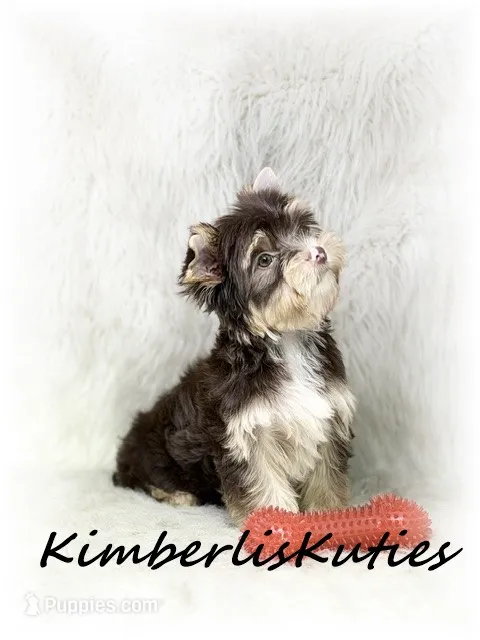 Seth – Yorkshire Terrier puppy for sale in Lipan, TX
