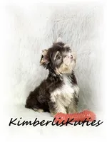 Seth, a male Yorkshire Terrier for sale in Lipan, TX – 1 of 4
