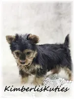 Khloe, a female Yorkshire Terrier for sale in Lipan, TX – 4 of 6