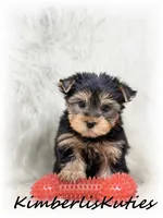 Know, a male Yorkshire Terrier for sale in Lipan, TX – Photo 3 of 3