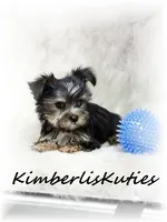 Nash, a male Morkie for sale in Lipan, TX – 2 of 3
