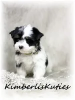 Sage, a female Yorkshire Terrier for sale in Lipan, TX – 5 of 7