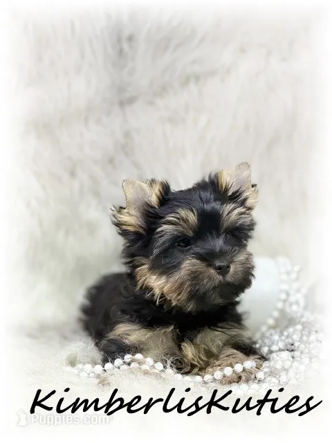 Blair – Yorkshire Terrier puppy for sale in Lipan, TX