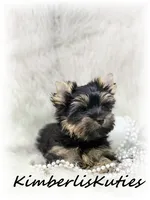 Blair, a female Yorkshire Terrier for sale in Lipan, TX – 1 of 4