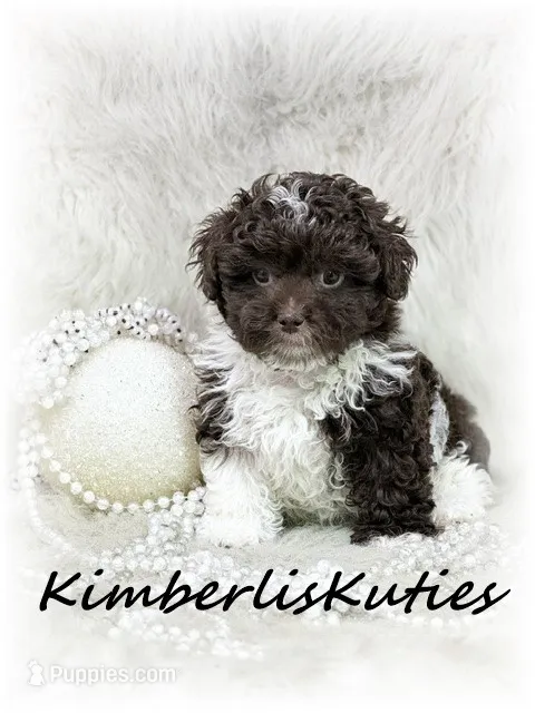 Tess – Maltipoo puppy for sale in Lipan, TX