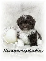 Tess, a female Maltipoo for sale in Lipan, TX – 1 of 2