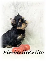 Ryder, a male Yorkshire Terrier for sale in Lipan, TX – 2 of 2