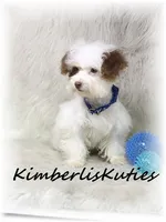 Millo , a male Yorkipoo for sale in Lipan, TX – 3 of 5