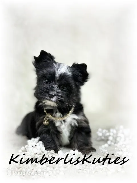Montana, a female Yorkshire Terrier for sale in Lipan, TX – 1 of 6