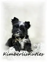 Montana, a female Yorkshire Terrier for sale in Lipan, TX – 1 of 6