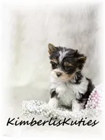 Pixie, a female Yorkshire Terrier for sale in Lipan, TX – 2 of 4