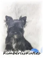 Beau, a male Yorkshire Terrier for sale in Lipan, TX – 2 of 3