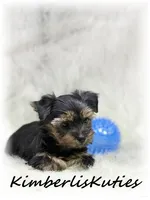 Gunner, a male Yorkshire Terrier for sale in Lipan, TX – 2 of 3