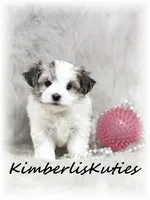 Poppy, a female Morkie for sale in Lipan, TX – 4 of 4