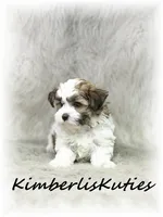 Nitro, a male Morkie for sale in Lipan, TX – 2 of 4