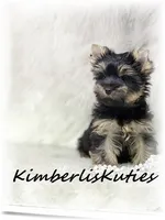 Blair, a female Yorkshire Terrier for sale in Lipan, TX – 3 of 4