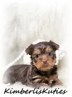 Tipsy, a female Yorkshire Terrier for sale in Lipan, TX – Photo 3 of 3