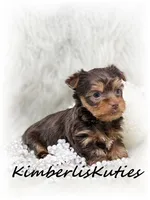 Tipsy, a female Yorkshire Terrier for sale in Lipan, TX – Photo 2 of 3