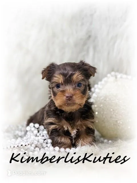 Tipsy, a female Yorkshire Terrier for sale in Lipan, TX – Photo 1 of 3
