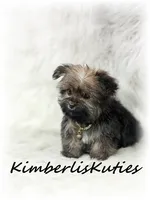 Tiny Blair, a female Yorkipoo for sale in Lipan, TX – 2 of 4