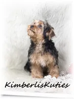 Maggie, a female Yorkipoo for sale in Lipan, TX – Photo 2 of 3