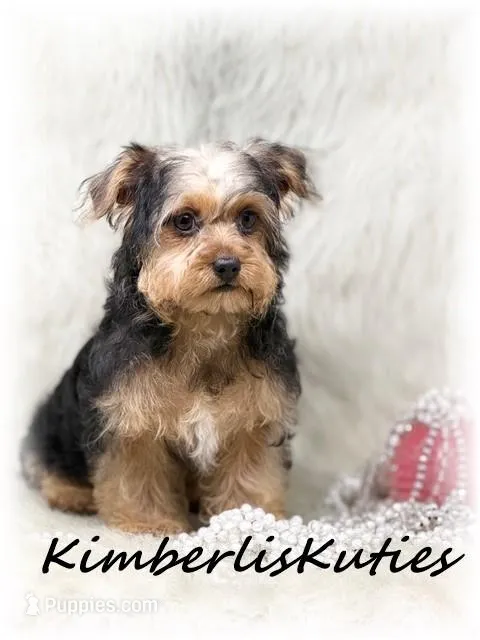 Maggie – Yorkipoo puppy for sale in Lipan, TX