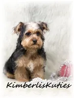 Maggie, a female Yorkipoo for sale in Lipan, TX – Photo 1 of 3