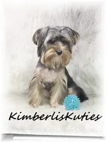 Spence, a male Yorkshire Terrier for sale in Lipan, TX – 3 of 3