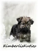 Little , a female Yorkipoo for sale in Lipan, TX – 3 of 3
