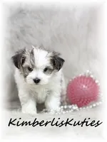 Poppy, a female Morkie for sale in Lipan, TX – 2 of 4