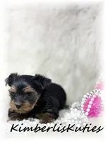 Blakely, a female Yorkshire Terrier for sale in Lipan, TX – 2 of 3