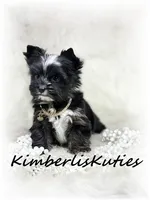 Montana, a female Yorkshire Terrier for sale in Lipan, TX – 4 of 6