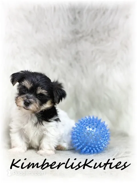 Miles – Yorkipoo puppy for sale in Lipan, TX