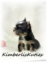 Sloane, a male Yorkshire Terrier for sale in Lipan, TX – 3 of 4