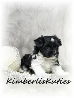 Brynlee, a female Yorkipoo for sale in Lipan, TX – 2 of 4