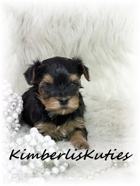 Little Mia, a female Yorkipoo for sale in Lipan, TX – 1 of 3