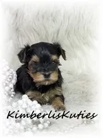 Little Mia, a female Yorkipoo for sale in Lipan, TX – 1 of 3