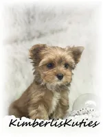 Remi, a female Yorkshire Terrier for sale in Lipan, TX – 3 of 5