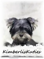Brooklyn, a female Yorkshire Terrier for sale in Lipan, TX – 3 of 3