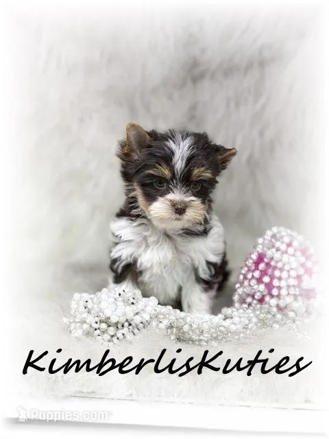 Pixie – Yorkshire Terrier puppy for sale in Lipan, TX