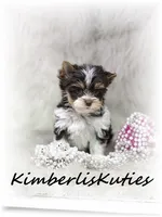 Pixie, a female Yorkshire Terrier for sale in Lipan, TX – 1 of 4