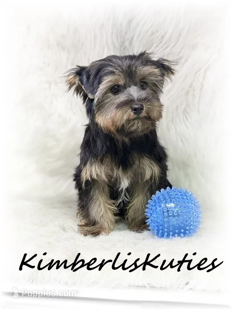 Gunner – Yorkshire Terrier puppy for sale in Lipan, TX