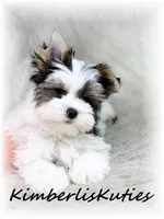 Rip, a male Yorkshire Terrier for sale in Lipan, TX – 3 of 5