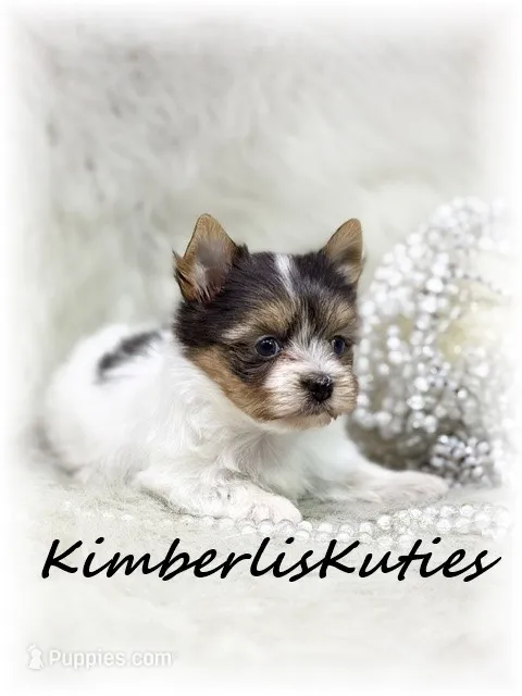 Little Hayley, a female Papillon and Yorkshire Terrier for sale in Lipan, TX – 1 of 3