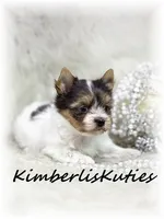 Little Hayley, a female Papillon and Yorkshire Terrier for sale in Lipan, TX – 1 of 3