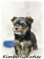 Spence, a male Yorkshire Terrier for sale in Lipan, TX – 2 of 4