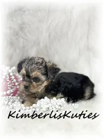 Mai, a female Yorkipoo for sale in Lipan, TX – 3 of 5