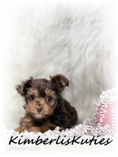 Tiny Wav – Yorkipoo puppy for sale in Lipan, TX